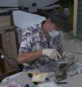 Professor Alan Cooper is shown sampling permafrost bison bone, Yukon Territory, Canada.