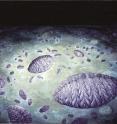 Artist's reconstruction of the Fractofusus community on the H14 surface at Bonavista Peninsula showing the clusters that arise from stolon-like reproduction. The large individuals represent the primary colonizers of the site. Their offspring cluster around them, and are themselves surrounded by their own offspring - the third generation on the bed. The stolon-like protrusions are faintly visible and weave in and out of the microbial mat which covers the seafloor. Lighting is artificial and as though from a submersible ROV.