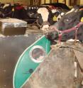 These are Holstein cows being tested for methane production.