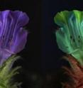 This image shows <em>Echium angustifolium</em> in Tenerife (Borage family). To us the flowers are a fairly uniform purple, but bees can see two UV absorbent patches at the top of the flower.