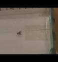 On seeing its reflection in a mirror, this "aggressive" jumping spider immediately attacks.
