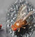 When <em>D. melanogaster</em> is infected, offspring of ebony rough (left) and wild type (right) fruit flies produce more genetically diverse progeny.