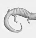 This artist's image shows what the only salamander ever preserved in amber might have looked like in real life.