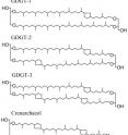 The archaea have a lipid molecule in their membrane that can vary slightly in its structure. At the bottom are two forms of this lipid with five rings of carbon, which are more common when the archaea grows in colder water. The new study finds the membrane lipid structure also shifts in low-oxygen water.