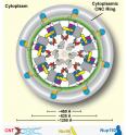 This is the architecture of the inner ring of the NPC proposed by the Caltech-led team. The channel nuceloporin complex (labeled here as CNT) is attached at only one site, the adaptor nucleoprin Nic96. This helps prove that the channel does not change shape or dilate.