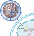 When the nanoclew comes into contact with a cell, the cell absorbs the nanoclew completely -- swallowing it and wrapping it in a protective sheath called an endosome. But the nanoclews are coated with a positively charged polymer that breaks down the endosome, setting the nanoclew free inside the cell. The CRISPR-Cas9 complexes can then free themselves from the nanoclew to make their way to the nucleus.