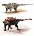 <i>Gobisaurus</i> compared with <i>Ziapelta</i>, an ankylosaur with a fully developed tail club.