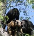 Image shows a "chorus" of howler monkeys roaring.
