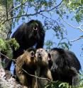 A chorus of howler monkeys of the species <i>Alouatta caraya</i>.