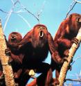 Howler monkeys of the species <i>Alouatta arctoidea</i>.