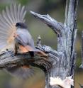 The male non-breeder gets chased away by the breeding pair. The male non-breeder gets chased away by the breeding pair.