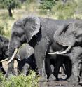 This elephant image is courtesy of Greg Asner.
