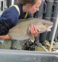 This is Dr. Rowe with a large cod to be tagged and released in Bonavista Corridor.