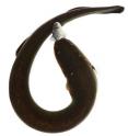 This is a photograph of an eel mid curl.