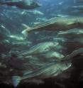 A school of Atlantic cod makes its way along the New England coast.