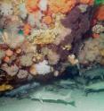 Bottom-dwelling fish such as Atlantic cod are often found near structures such as shipwrecks.