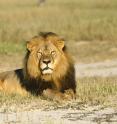 This is an image of a lion in the study area named Cecil captured by collaborator A. Loveridge