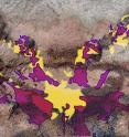 Tracings of two newly discovered fossilized brains are superimposed upon the original <em>Fuxianhuia protensa</em> sample from 2012.