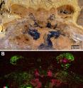 A: Under a light microscope, the above fossil shows traces of preserved neural tissues in black. B: An elemental scan of this fossil uncovered that carbon (in pink) and iron (in green) do not overlap in the preserved neural tissue.