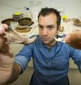Dr. Julien Louys holds the jaw bone of a giant rat species discovered on East Timor, up against a comparison with the same bone of a modern rat Dr. Julien Louys holds the jaw bone of a giant rat species discovered on East Timor, up against a comparison with the same bone of a modern rat