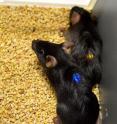 Implanted microLED devices light up, activating peripheral nerve cells in mice. The devices are being developed and studied by researchers at Washington University School of Medicine in St. Louis and the University of Illinois at Urbana-Champaign as a potential treatment for pain that does not respond to other therapies.