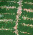 Amazon deforestation.
