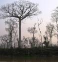 Newly inundated forest due to hydroelectric dam construction.
