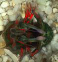This image shows a mantis shrimp in a defensive position, on its back with its legs, head and heavily armored tail closed over. The red color indicates areas of reflected circular polarizing light.