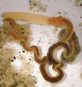The acorn worm <i>Saccoglossus kowalevskii</i> is common in brackish, shallow water on the Atlantic coast. Its newly sequenced genome is telling biologists about the genes responsible for pharyngeal gills in the hemichordates and chordate structures such as the pharynx, which in humans includes the jaws, tongue, voicebox and various glands and muscles between the mouth and throat.
