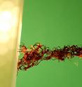 Researchers from Princeton University and the New Jersey Institute of Technology report for the first time that the "living" bridges army ants of the species <em>Eciton hamatum</em> (pictured) build with their bodies are more sophisticated than scientists knew. The ants automatically assemble with a level of collective intelligence that could provide new insights into animal behavior and even help in the development of intuitive robots that can cooperate as a group.