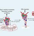 A schematic of dorsal branch elongation within the developing fruit fly trachea.