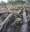 This photo shows deforestation in Africa, one of the expected effects of poorly planned road expansion.