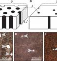 Schematic diagram of archosaur eggshell with high porosity (A) and low porosity (B), modified from [18]; tangential thin sections of living covered nester <i>Caiman latirostris</i> (C), living open nester <i>Pavo cristatus</i> (D), and non-avian maniraptoran <i>Troodon formosus</i> (E). Abbreviations; A, individual pore area; D, pore density; Ls, pore length. Arrows indicate pore canals.