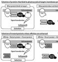 Selection of mutant proteins that bind to pharmaceutical targets.