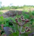 The scientists found that application of dicamba inhibited or delayed flowering in common boneset (<em>Eupatorium perfoliatum</em>), resulting in significantly reduced visitation by insect species, including honeybees (pollinators) and syrphid flies (natural enemies). The image shows a damaged <em>E. perfoliatum</em> plant that received a rate of 56 grams of dicamba per hectare.s The scientists found that application of dicamba inhibited or delayed flowering in common boneset (<em>Eupatorium perfoliatum</em>), resulting in significantly reduced visitation by insect species, including honeybees (pollinators) and syrphid flies (natural enemies). The image shows a damaged <em>E. perfoliatum</em> plant that received a rate of 56 grams of dicamba per hectare.s