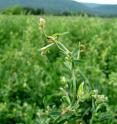 The researchers found that alfalfa (<em>Medicago sativa</em>) is susceptible to very low rates of dicamba, just 0.1 to 1 percent of the expected field application rate can negatively influence flowering. The image shows a damaged alfalfa plant. The researchers found that alfalfa (<em>Medicago sativa</em>) is susceptible to very low rates of dicamba, just 0.1 to 1 percent of the expected field application rate can negatively influence flowering. The image shows a damaged alfalfa plant.