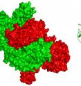3-D atomic-level views of botulinum neurotoxin type E (green) and the associated protein (red). Left-hand view shows the surface characteristics while right-hand 'ribbon' view shows details of the protein architecture. Detailed biochemical analysis of the structure reveals how the associated protein 'cloaks' the toxin to evade degradation in the acidic gastrointestinal tract, and how the complex disassociates upon entry into the neutral pH bloodstream to activate the toxin. 3-D atomic-level views of botulinum neurotoxin type E (green) and the associated protein (red). Left-hand view shows the surface characteristics while right-hand 'ribbon' view shows details of the protein architecture. Detailed biochemical analysis of the structure reveals how the associated protein 'cloaks' the toxin to evade degradation in the acidic gastrointestinal tract, and how the complex disassociates upon entry into the neutral pH bloodstream to activate the toxin.