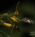 Research has for the first time revealed the heavy metal secret behind an Australian bee's unique approach to pollination: high-speed headbanging.