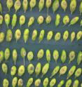 Four-week-old <i>Arabidopsis thaliana</i> leaves 64 hours after being infected with 5 ul of <i>Botrytis cinerea</i> spore suspension.