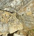 Aegean wall lizard resting on rock