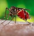 Zika virus is transmitted by a specific mosquito called <i>Aedes aegypti</i>. The mosquito is common in Colombia and other countries where Zika has become prevalent.