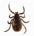 Researchers sequence the genome of the Lyme-disease-causing tick and find lots of duplicative elements.
