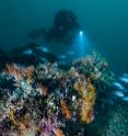 This is an underwater shot of the Drowned Apostles.