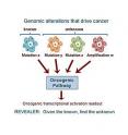 To better characterize the functional context of genomic variations in cancer, researchers developed a new computer algorithm called REVEALER.