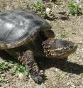This is a snapping turtle.
