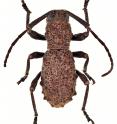 This is a male specimen of the new long-horned beetle species <i>Borneostyrax cristatus</i> gen. et sp. nov.