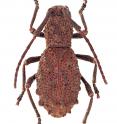 This is a female specimen of the new long-horned beetle species <i>Borneostyrax cristatus</i> gen. et sp. nov.
