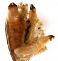These are three larvae inside an abdomen of the <i>Borneostyrax cristatus</i>gen. et sp. nov. female.
