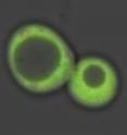 Tailor-made ratiometric sensors make baker's yeast cells light up green, as Georgia Tech scientists use it to track the movements of the essential toxin heme.