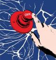 The CRFR1 receptor is used only in stressful situations.